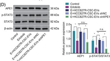 Fig.6.D showing Western Blotting in a Mus musculus (House mouse) sample from the publication: APE1 shRNA-loaded cancer stem cell-derived extracellular vesicles reverse Erlotinib resistance in non-small cell lung cancer via the IL-6/STAT3 signalling.
