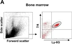 Fig.1.A showing Flow cytometry/Cell sorting in a Mus musculus (House mouse) sample from the publication: IL-1α and complement cooperate in triggering local neutrophilic inflammation in response to adenovirus and eliminating virus-containing cells.
