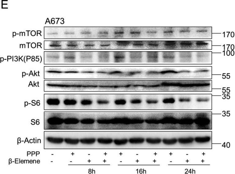 Fig.2.E showing Western Blotting in a Homo sapiens (Human) sample from the publication: Antitumor effects of β-elemene via targeting the phosphorylation of insulin receptor.