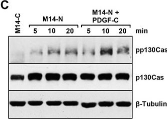 Fig.3.C showing Western Blotting in a Homo sapiens (Human) sample from the publication: Platelet-derived growth factor-C promotes human melanoma aggressiveness through activation of neuropilin-1.