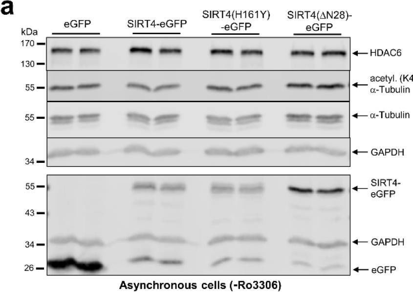 Fig.7.A showing Western Blotting from the publication: Subcellular Localization and Mitotic Interactome Analyses Identify SIRT4 as a Centrosomally Localized and Microtubule Associated Protein.