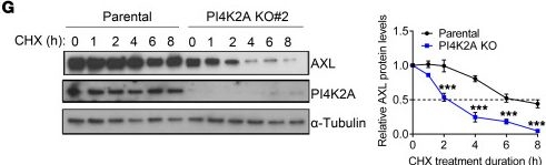 Fig.7.G showing Western Blotting in a Homo sapiens (Human) sample from the publication: EMT-activated secretory and endocytic vesicular trafficking programs underlie a vulnerability to PI4K2A antagonism in lung cancer.