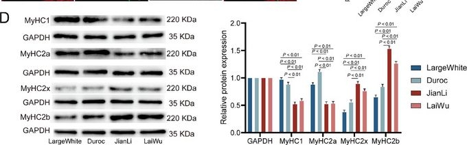 Fig.1.D showing Western Blotting in a Mus musculus (House mouse) sample from the publication: Multi-Omics Insights Into the Mechanisms of Early Muscle Fiber Difference and Transformation Between Lean-Type and Chinese Indigenous Pigs.