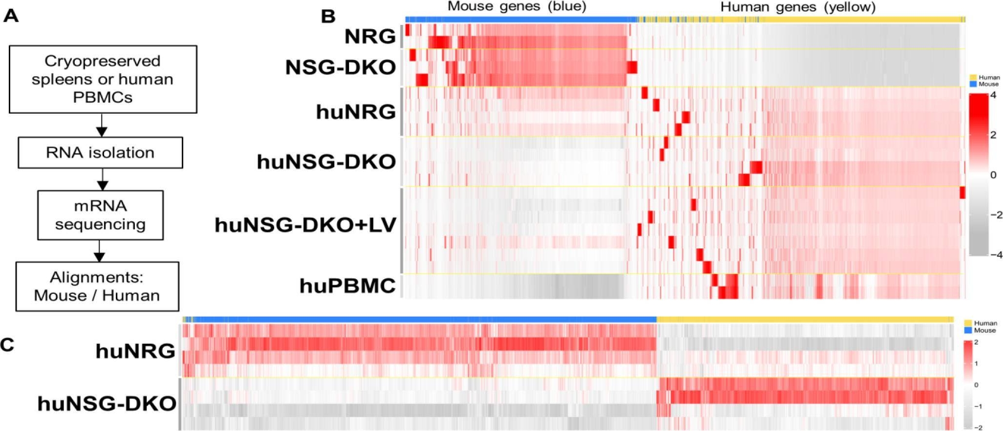 Fig.6.A from the publication: Long-Term Human Immune Reconstitution, T-Cell Development, and Immune Reactivity in Mice Lacking the Murine Major Histocompatibility Complex: Validation with Cellular and Gene Expression Profiles.
