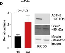 Fig.2.D showing Western Blotting from the publication: Loss of α-actinin-3 during human evolution provides superior cold resilience and muscle heat generation.