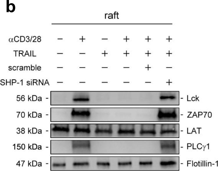 Fig.6.B showing Western Blotting in a Mus musculus (House mouse) sample from the publication: Association of TRAIL receptor with phosphatase SHP-1 enables repressing T cell receptor signaling and T cell activation through inactivating Lck.