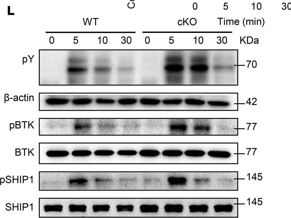 Fig.2.L showing Western Blotting from the publication: HMGB1 couples LEF1 to regulate B cell immunity.