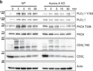 Fig.8.B showing Western Blotting in a Mus musculus (House mouse) sample from the publication: Aurora A drives early signalling and vesicle dynamics during T-cell activation.