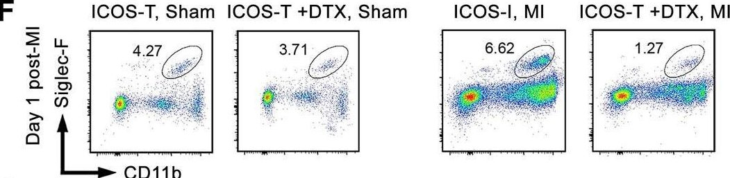 Fig.4.F showing Flow cytometry/Cell sorting in a Mus musculus (House mouse) sample from the publication: Group 2 innate lymphoid cells protect mouse heart from myocardial infarction injury via interleukin 5, eosinophils, and dendritic cells.