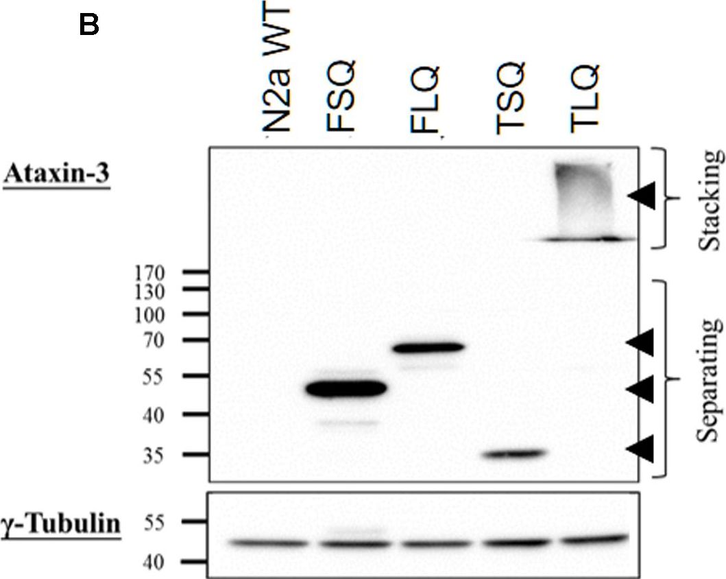 Fig.1.B showing Western Blotting in a Mus musculus (House mouse) sample from the publication: The Truncated C-terminal Fragment of Mutant ATXN3 Disrupts Mitochondria Dynamics in Spinocerebellar Ataxia Type 3 Models.