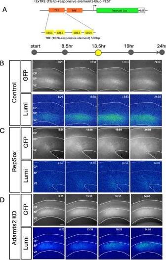 Fig.7.A from the publication: ADAMTS2 promotes radial migration by activating TGF-β signaling in the developing neocortex.