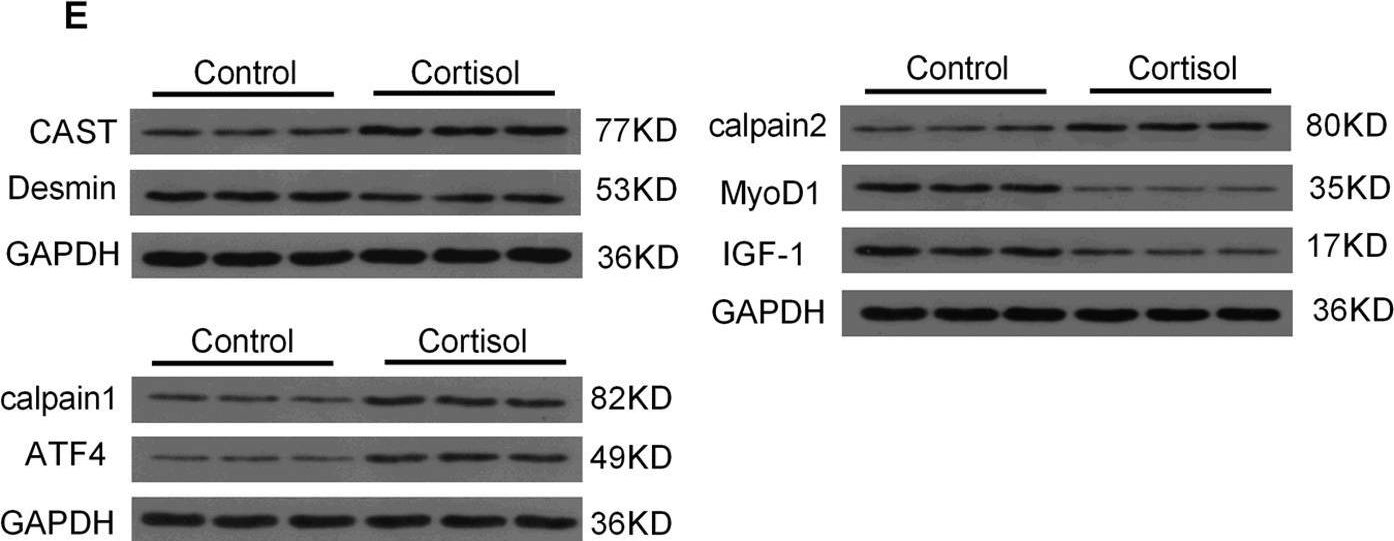 Fig.2.E showing Western Blotting from the publication: Elucidating a molecular mechanism that the deterioration of porcine meat quality responds to increased cortisol based on transcriptome sequencing.