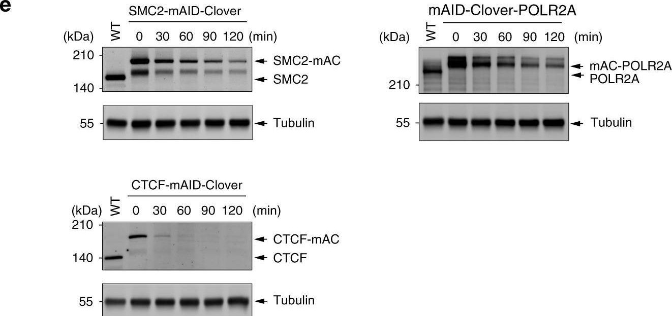 Fig.4.E showing Western Blotting in a Homo sapiens (Human) sample from the publication: The auxin-inducible degron 2 technology provides sharp degradation control in yeast, mammalian cells, and mice.