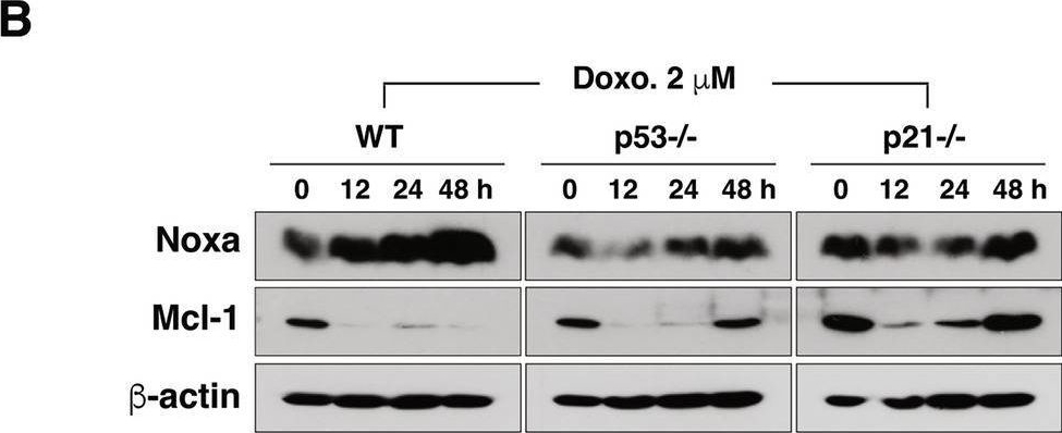 Fig.2.B showing Western Blotting in a Homo sapiens (Human) sample from the publication: Dual role of p21 in regulating apoptosis and mitotic integrity in response to doxorubicin in colon cancer cells.