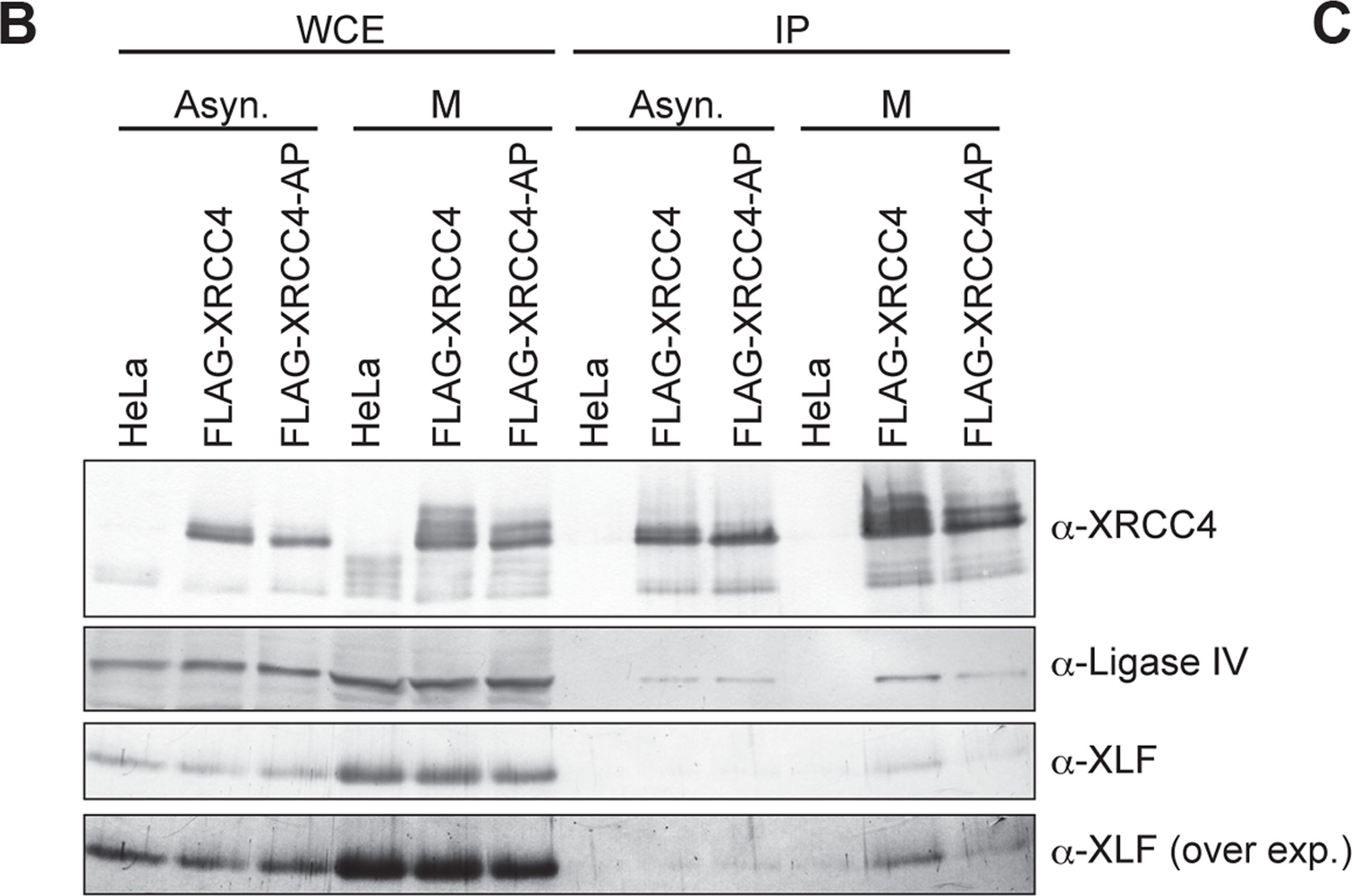 Fig.5.B showing Western Blotting in a Homo sapiens (Human) sample from the publication: Canonical non-homologous end joining in mitosis induces genome instability and is suppressed by M-phase-specific phosphorylation of XRCC4.