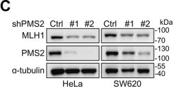 Fig.3.C showing Western Blotting in a Homo sapiens (Human) sample from the publication: The ubiquitin ligase UBR4 and the deubiquitylase USP5 modulate the stability of DNA mismatch repair protein MLH1.