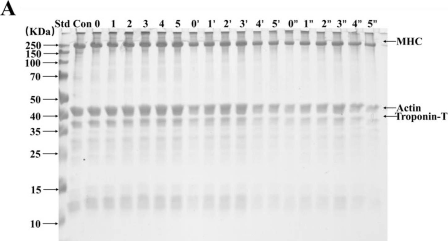 Fig.7.A showing Western Blotting from the publication: Hydroxyl Radical-Induced Oxidation on the Properties of Cathepsin H and Its Influence in Myofibrillar Proteins Degradation of Coregonus peled In Vitro.