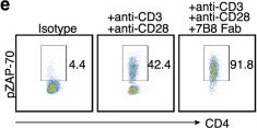 Fig.2.E showing Flow cytometry/Cell sorting from the publication: ADAM12 is a costimulatory molecule that determines Th1 cell fate and mediates tissue inflammation.
