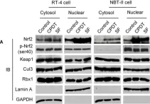 Fig.3.A showing Western Blotting from the publication: Mechanism of chemical activation of Nrf2.