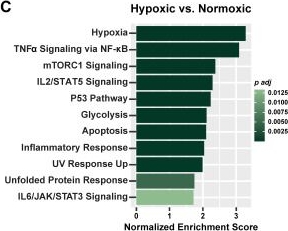 Fig.4.C from the publication: Hypoxia Impairs CD8+ T Cell Fitness and Is Associated with a Dysfunctional CD8+ T Cell State in Pancreatic Cancer.