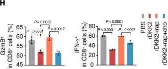 Fig.7.H from the publication: Targeting the N-acetyltransferase 10/DKK2 axis enhances CD8+ T cell antitumor activity in colorectal cancer models.