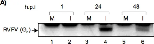 Fig.1.A showing Western Blotting in a Homo sapiens (Human) sample from the publication: Alteration in superoxide dismutase 1 causes oxidative stress and p38 MAPK activation following RVFV infection.