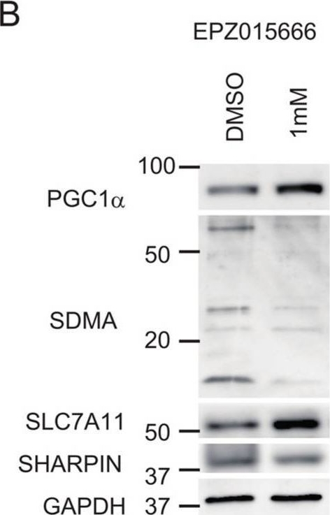 Fig.6.B showing Western Blotting from the publication: SHARPIN Enhances Ferroptosis in Synovial Sarcoma Cells via NF-κB- and PRMT5-Mediated PGC1α Reduction.