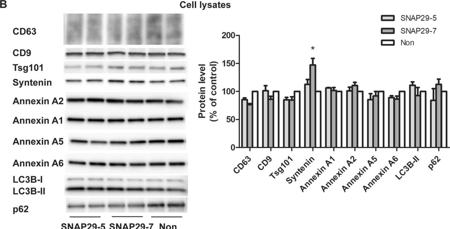 Fig.5.B showing Western Blotting from the publication: siRNA screening reveals that SNAP29 contributes to exosome release.