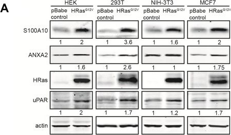 Fig.5.A showing Western Blotting in a Homo sapiens (Human) sample from the publication: Cell surface protease activation during RAS transformation: Critical role of the plasminogen receptor, S100A10.