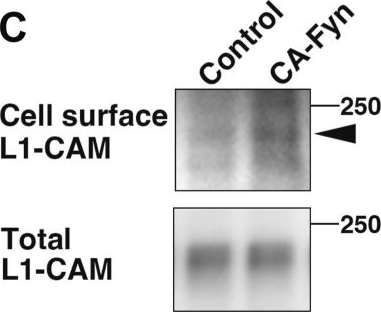 Fig.7.C showing Western Blotting from the publication: Csk-dependent and -independent control of Src family kinases directs neuronal migration in the developing cerebral cortex.