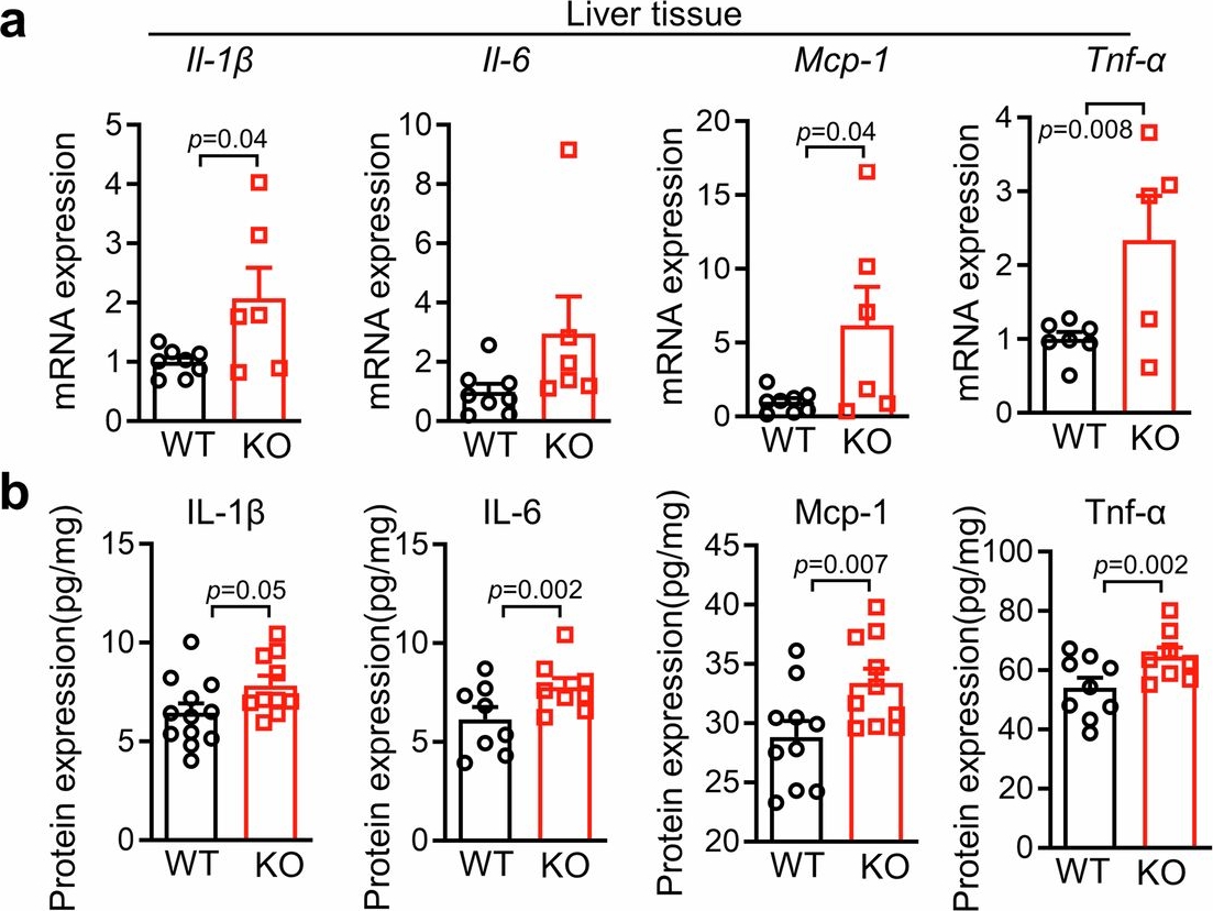 Fig.5.A from the publication: B3galt5 functions as a PXR target gene and regulates obesity and insulin resistance by maintaining intestinal integrity.