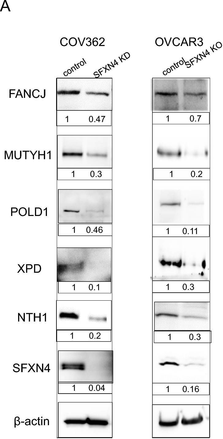 Fig.4.A showing Western Blotting in a Homo sapiens (Human) sample from the publication: Complementary anti-cancer pathways triggered by inhibition of sideroflexin 4 in ovarian cancer.