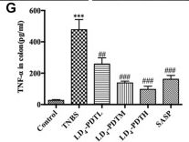 Fig.2.G showing Enzyme-linked immunosorbent assay from the publication: Photodynamic Therapy of Novel Photosensitizer Ameliorates TNBS-Induced Ulcerative Colitis via Inhibition of AOC1.
