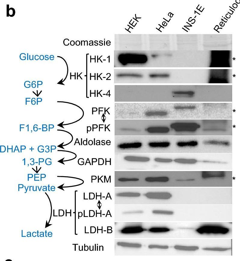 Fig.1.B showing Western Blotting from the publication: Warburg-associated acidification represses lactic fermentation independently of lactate, contribution from real-time NMR on cell-free systems.