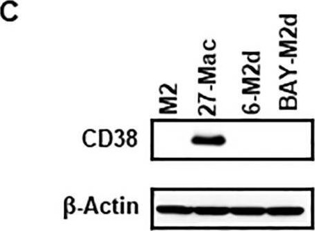 Fig.7.C showing Western Blotting in a Homo sapiens (Human) sample from the publication: Interleukin-27-polarized HIV-resistant M2 macrophages are a novel subtype of macrophages that express distinct antiviral gene profiles in individual cells: implication for the antiviral effect via different mechanisms in the individual cell-dependent manner.