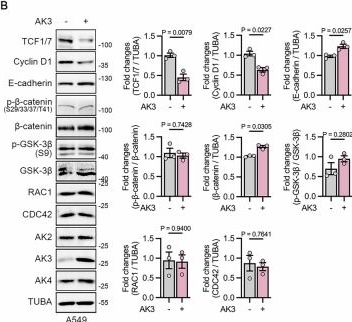 Fig.2.B showing Western Blotting in a Homo sapiens (Human) sample from the publication: Mitochondrial AK3 inhibits nuclear β-catenin localization and its activation through enhancing mitochondrial activity.