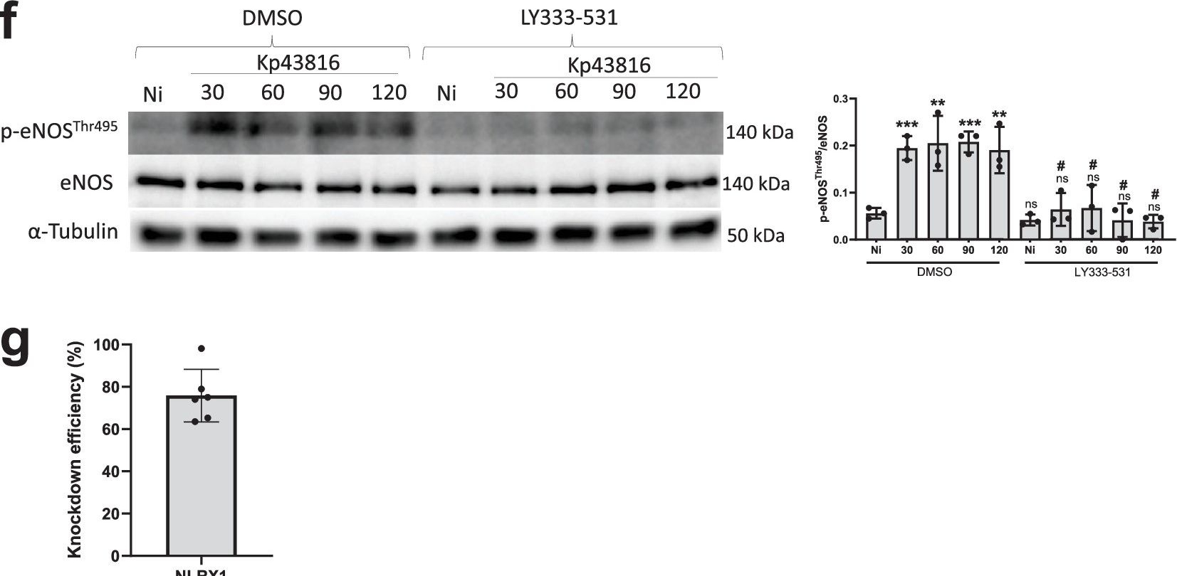 Fig.7.F showing Western Blotting in an Armoracia rusticana (Horseradish) sample from the publication: Klebsiella pneumoniae inhibits vasodilation through capsule and T6SS-dependent pathways.