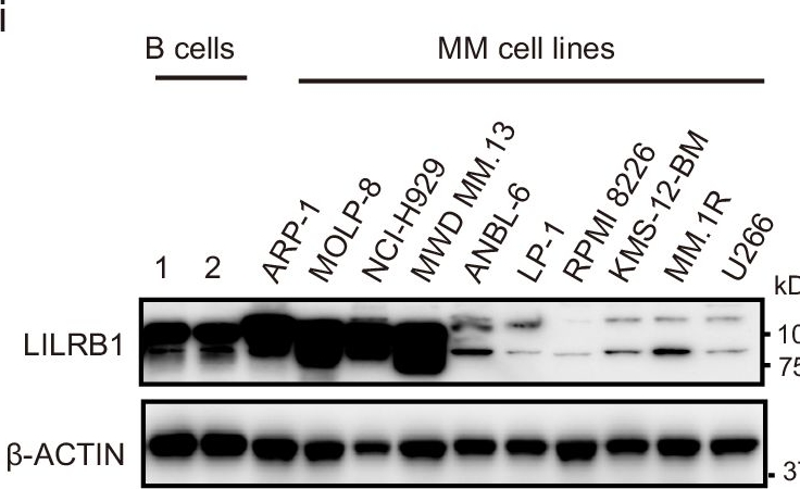 Ilt2 ILT2 antibodies - Antibody search engine - CiteAb