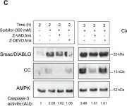 Fig.2.C showing Western Blotting in a Xenopus laevis (African clawed frog) sample from the publication: Osmostress-induced apoptosis in Xenopus oocytes: role of stress protein kinases, calpains and Smac/DIABLO.