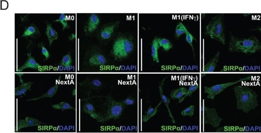 Fig.2.D showing Immunocytochemistry-immunofluorescence from the publication: Targeting HDAC6 improves anti-CD47 immunotherapy.