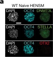 Fig.3.A showing Immunocytochemistry-immunofluorescence from the publication: Complete human day 14 post-implantation embryo models from naive ES cells.