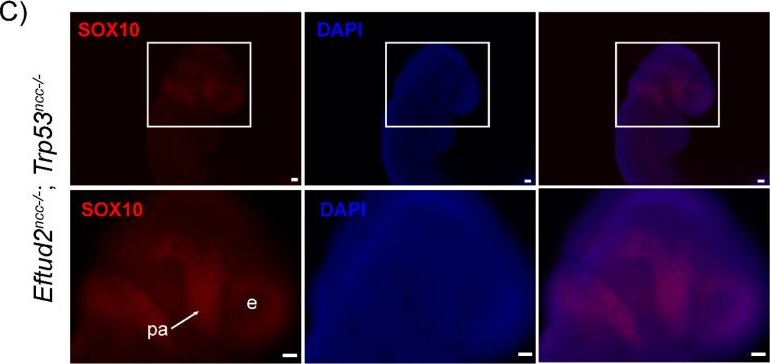 Fig.3.C showing Immunocytochemistry-immunofluorescence in a Mus musculus (House mouse) sample from the publication: Craniofacial Defects in Embryos with Homozygous Deletion of Eftud2 in Their Neural Crest Cells Are Not Rescued by Trp53 Deletion.
