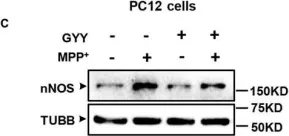 Fig.4.C showing Western Blotting in a Mus musculus (House mouse) sample from the publication: GYY4137, an H2S Slow-Releasing Donor, Prevents Nitrative Stress and α-Synuclein Nitration in an MPTP Mouse Model of Parkinson's Disease.