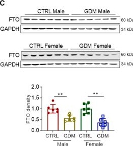 Fig.3.C showing Western Blotting from the publication: FTO-dependent m6A methylation mediates gestational diabetes mellitus-induced offspring cardiac senescent hypertrophy and dysfunction.