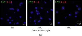 Fig.6.D showing Immunocytochemistry-immunofluorescence in a Mus musculus (House mouse) sample from the publication: Differences between Mycobacterium-Host Cell Relationships in Latent Tuberculous Infection of Mice Ex Vivo and Mycobacterial Infection of Mouse Cells In Vitro.