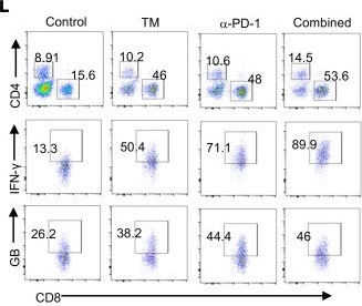 Fig.8.L showing Flow cytometry/Cell sorting in a Mus musculus (House mouse) sample from the publication: SIRT2-mediated deacetylation activates USP22 catalytic function for PD-L1 protein stabilization and tumor immune escape.