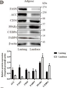 Fig.1.D showing Western Blotting from the publication: Porcine jejunal-derived extracellular vesicles participate in the regulation of lipid metabolism.