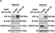 Fig.1.D showing Western Blotting from the publication: The Interplay Between HIF-1α and EZH2 in Lung Cancer and Dual-Targeted Drug Therapy.