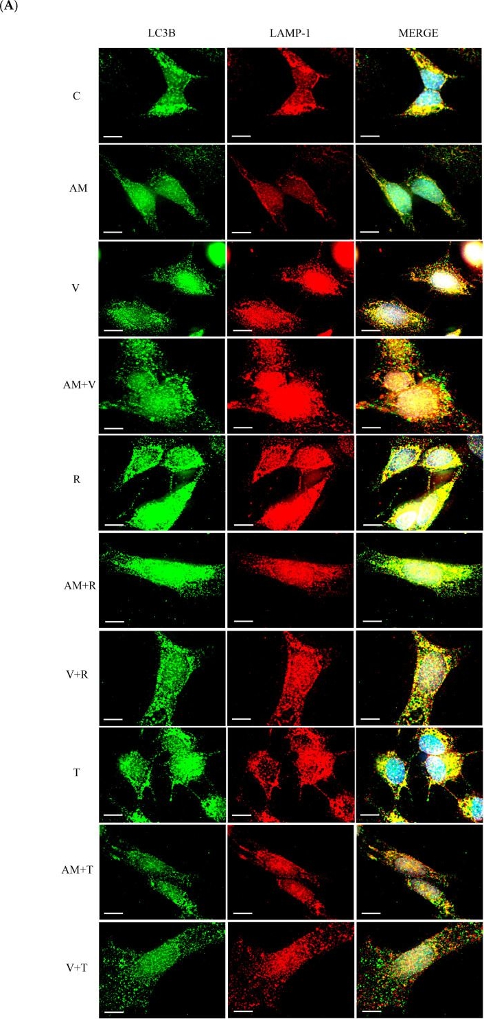 Fig.1.A showing Immunocytochemistry-immunofluorescence from the publication: Aminochrome-Induced Disruption of Autophagosome-Lysosome Fusion: Implications for Protein Aggregation in Parkinson's Disease.