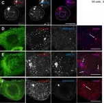 Fig.3.C showing Immunocytochemistry-immunofluorescence from the publication: An alternative splice isoform of mouse CDK5RAP2 induced cytoplasmic microtubule nucleation.